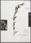 Foto von Salix purpurea L.